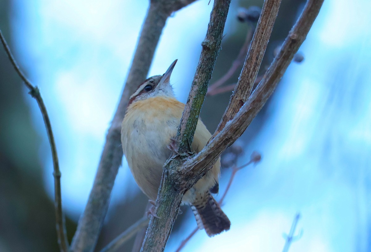 Carolina Wren - ML647457918