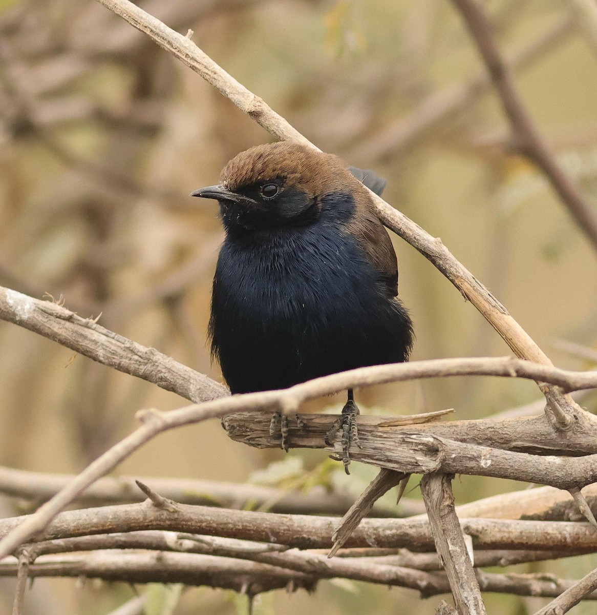 Indian Robin - ML647457919