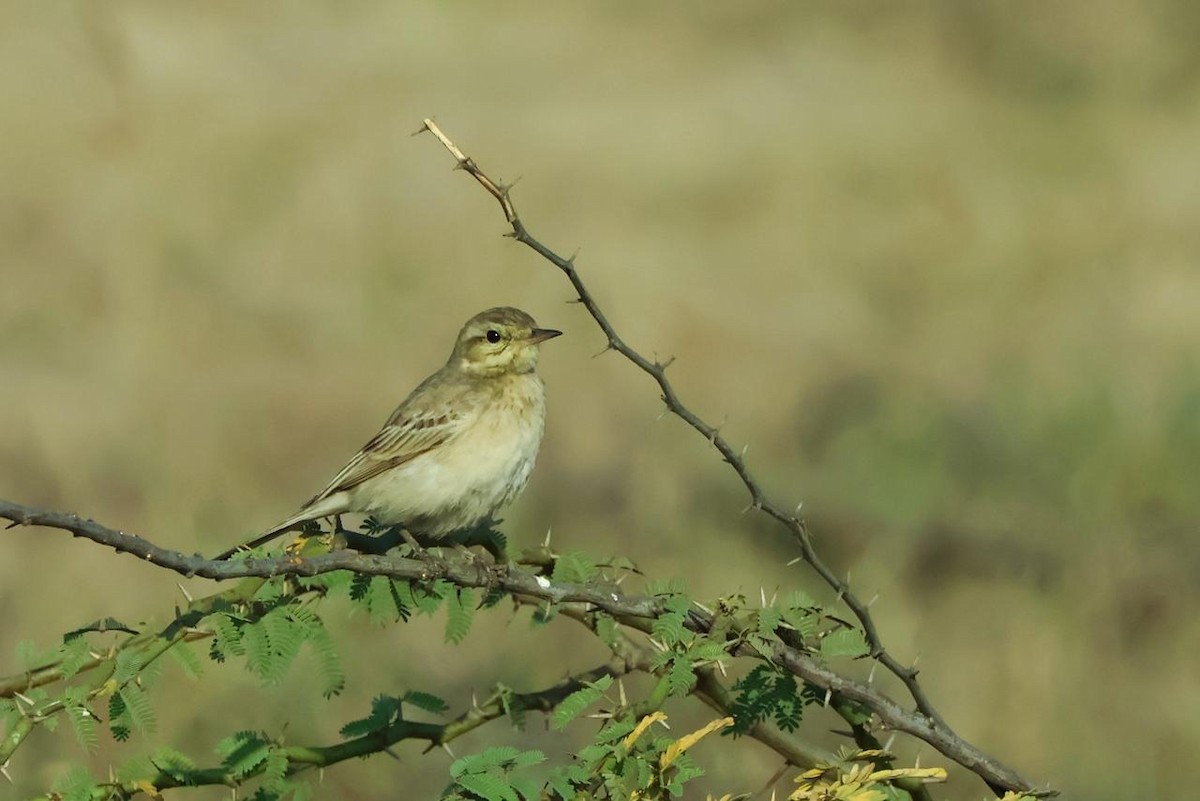 Tawny Pipit - ML647457920