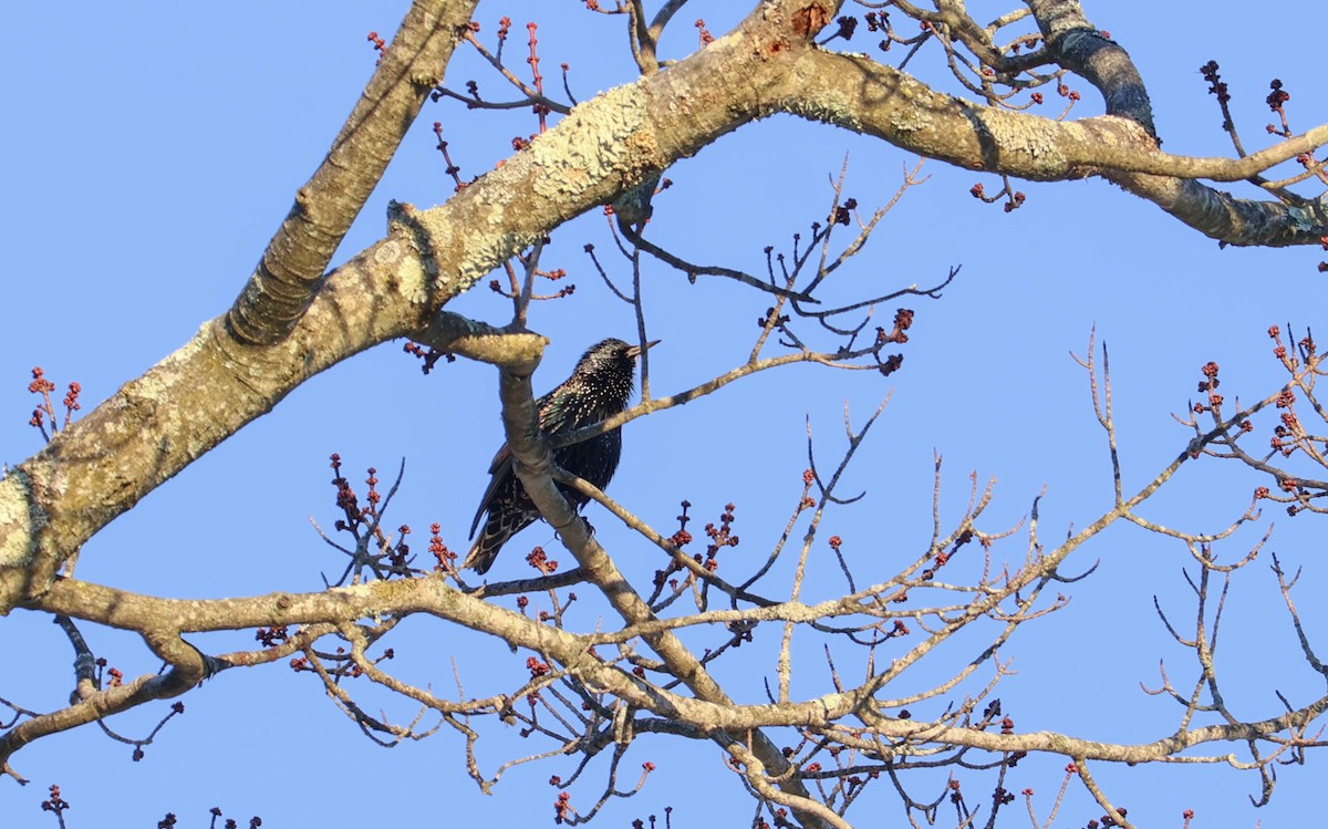 European Starling - ML647457921