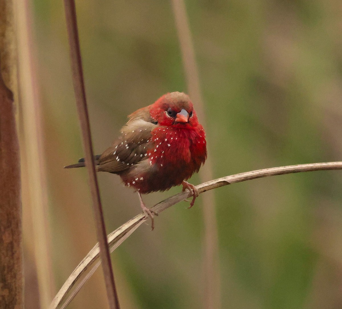 Red Avadavat - ML647457923