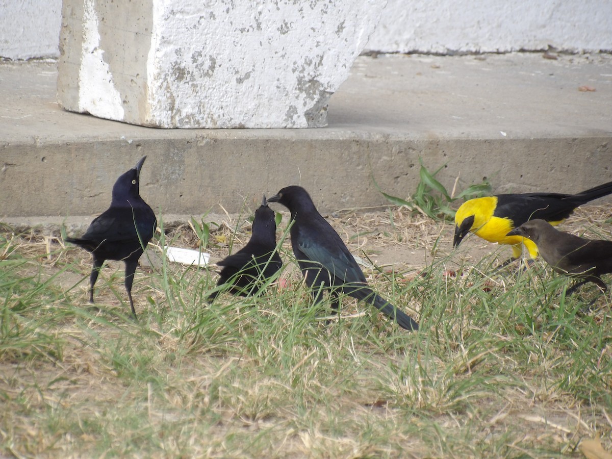 Carib Grackle - ML647457924