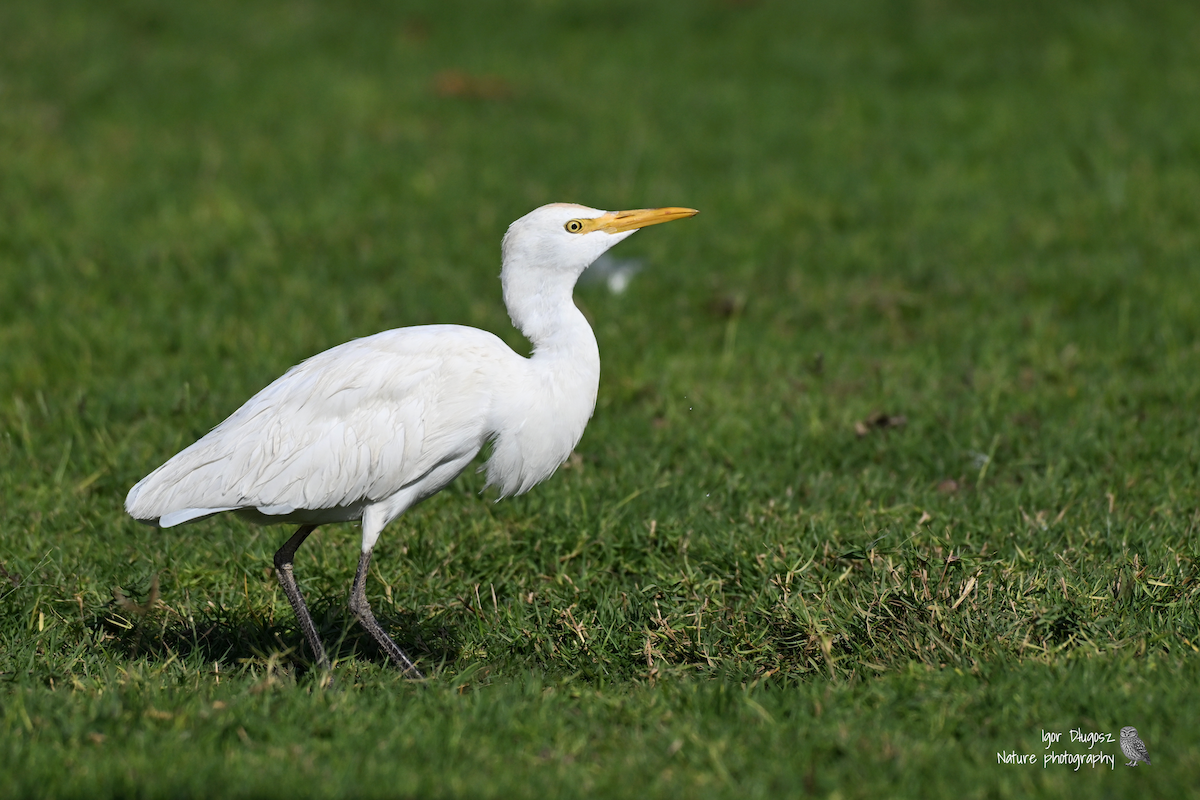 Western Cattle-Egret - ML647457925