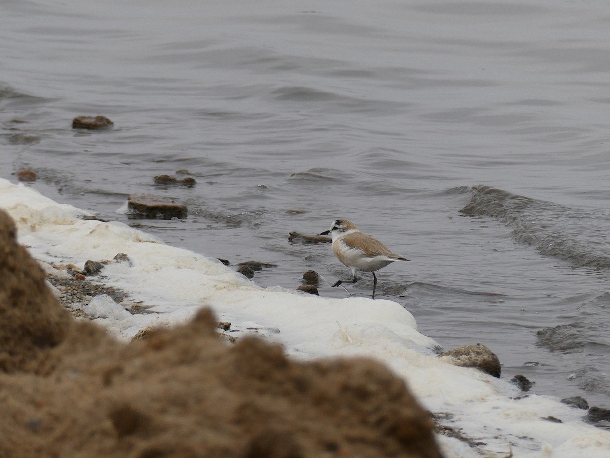 White-fronted Plover - ML647457926