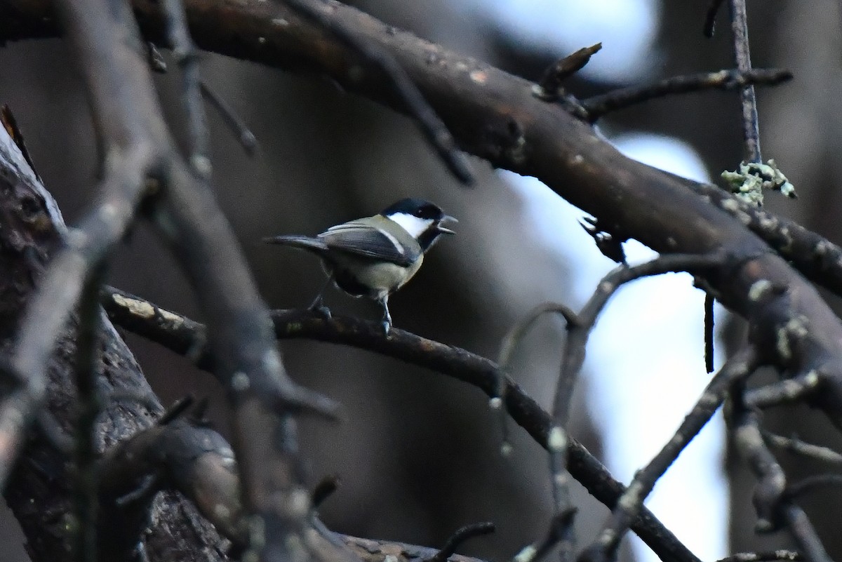 Great Tit - ML647457928