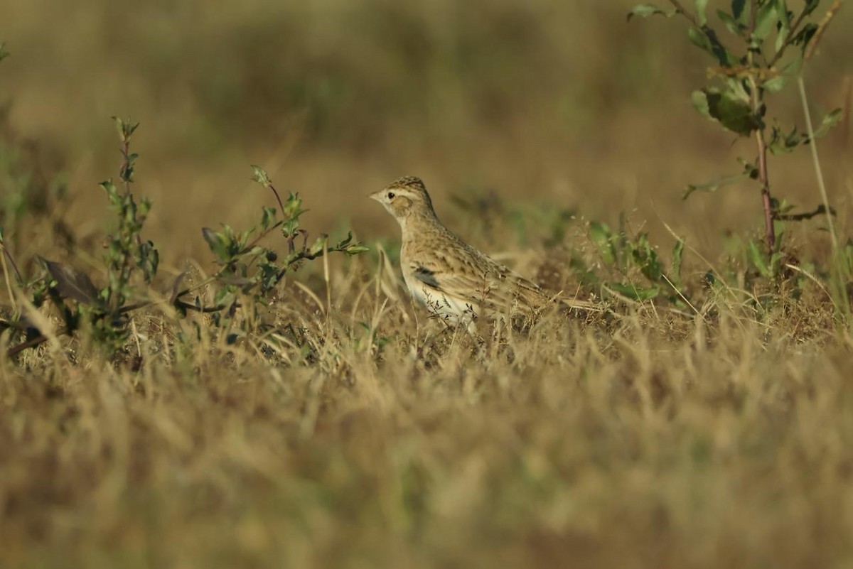 Greater Short-toed Lark - ML647457929