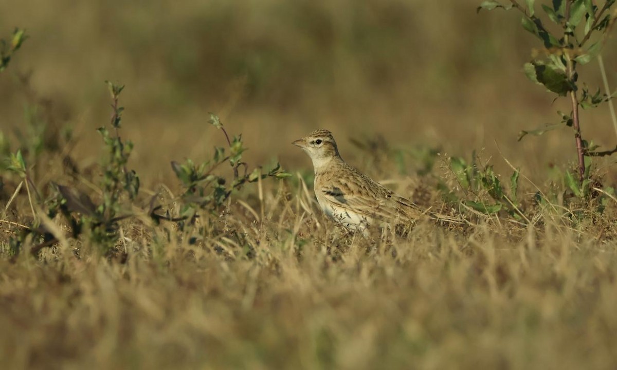 Greater Short-toed Lark - ML647457930
