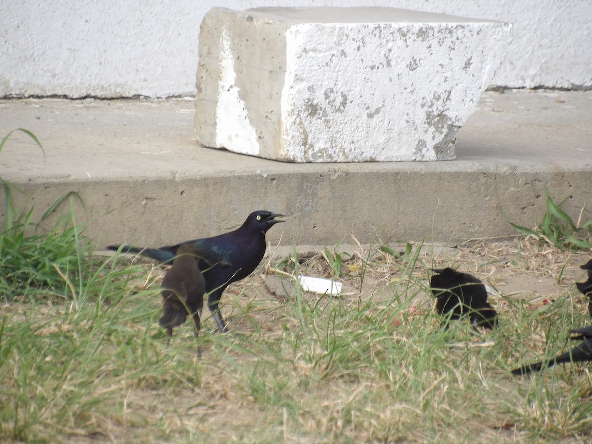 Carib Grackle - ML647457931