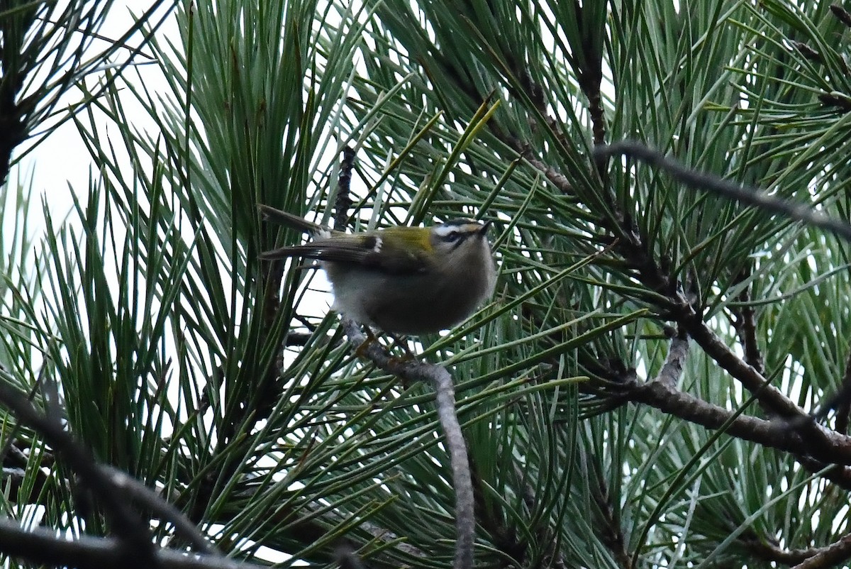 Common Firecrest - ML647457934