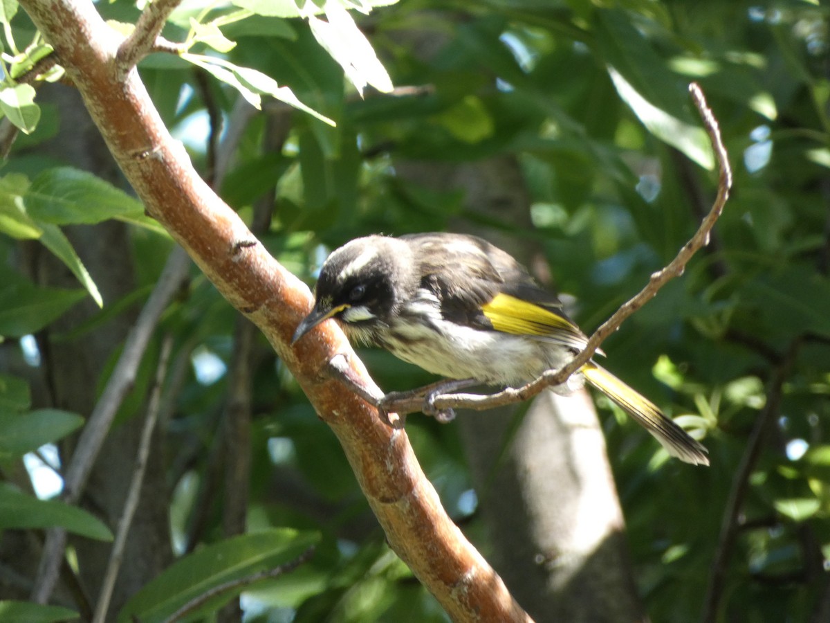 New Holland Honeyeater - ML647457935