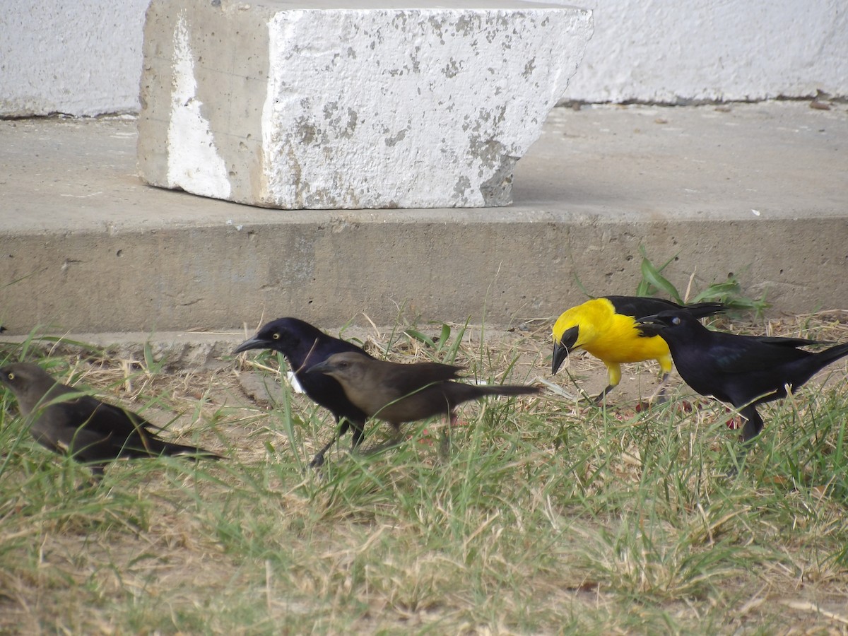 Carib Grackle - ML647457937