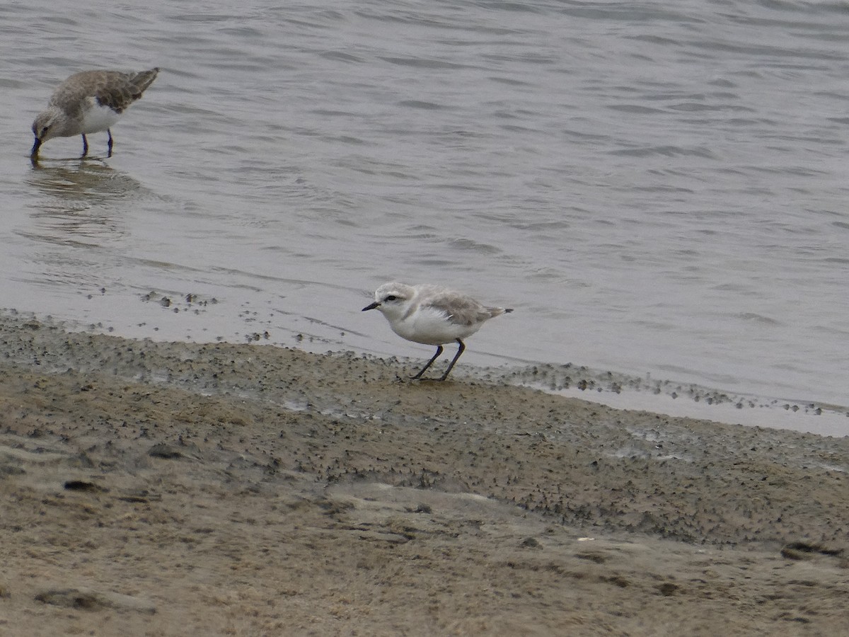 Chestnut-banded Plover - ML647457949