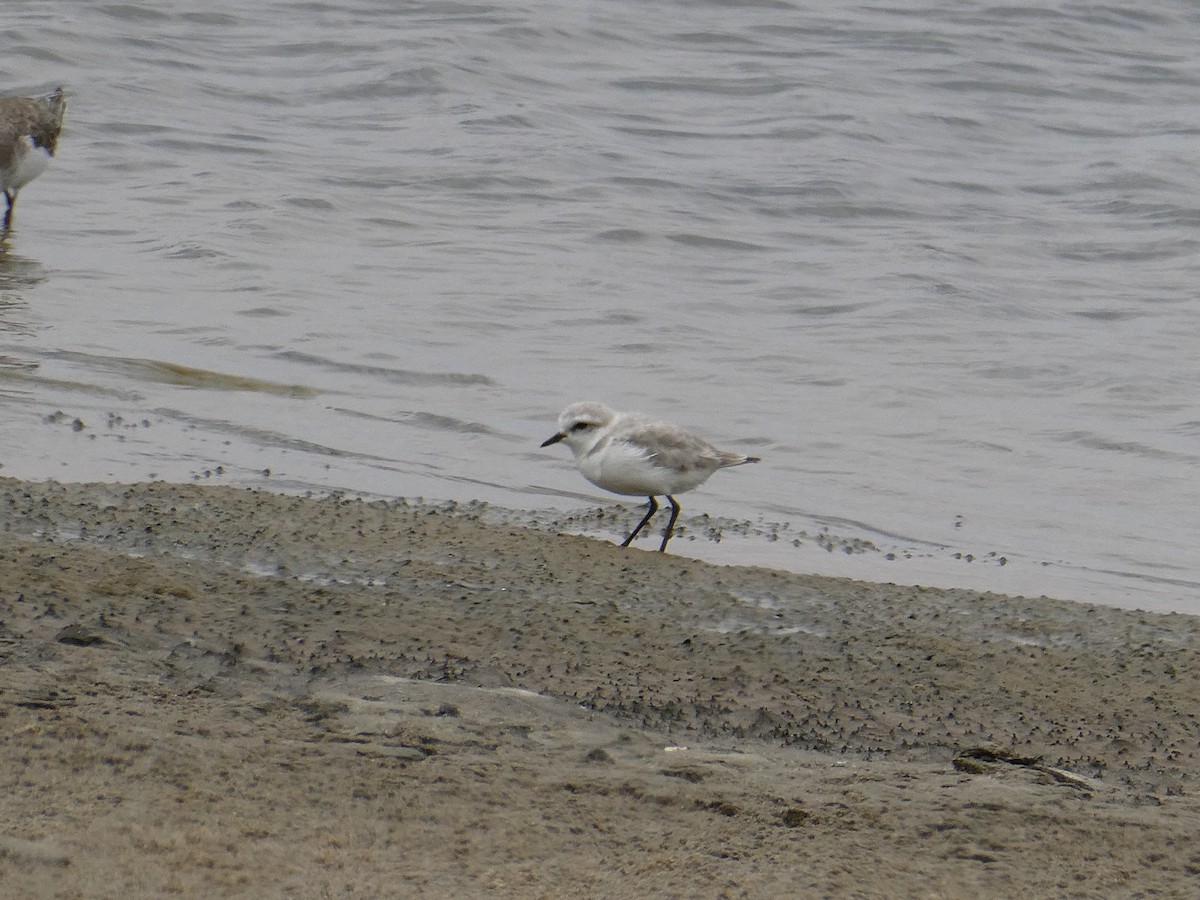 Chestnut-banded Plover - ML647457950
