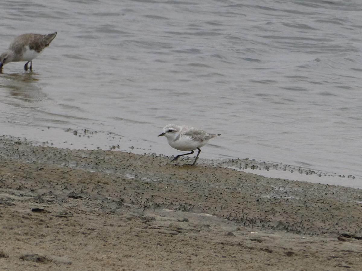 Chestnut-banded Plover - ML647457951