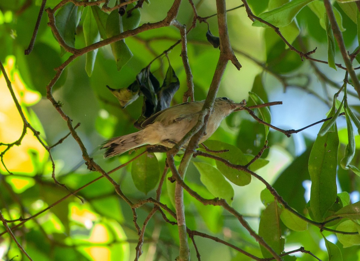 Black-capped Antwren - ML647457973