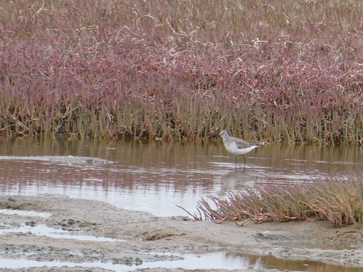 Curlew Sandpiper - ML647457985
