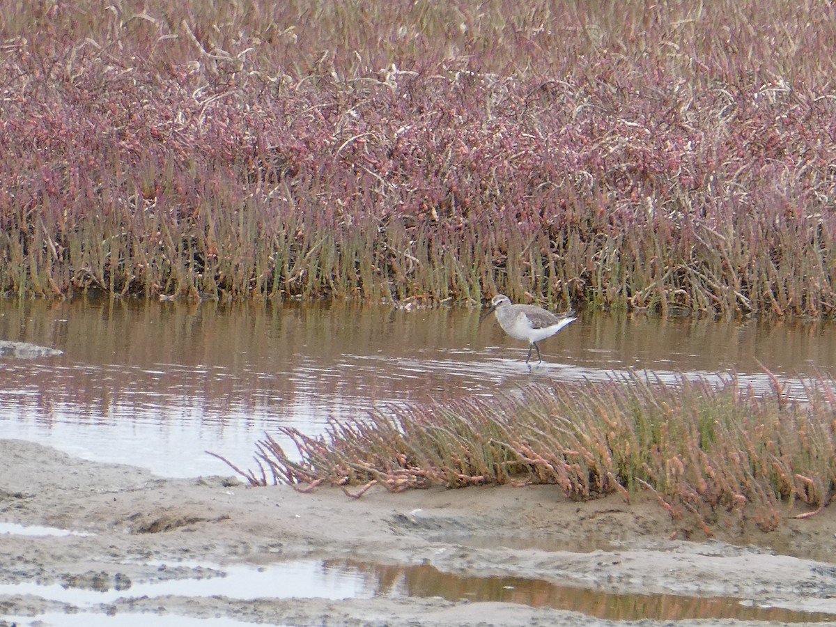 Curlew Sandpiper - ML647457986