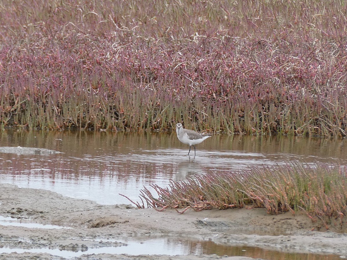 Curlew Sandpiper - ML647457987