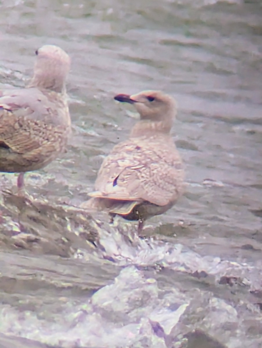 アイスランドカモメ（亜種 クムリーンカモメ） - ML647458021