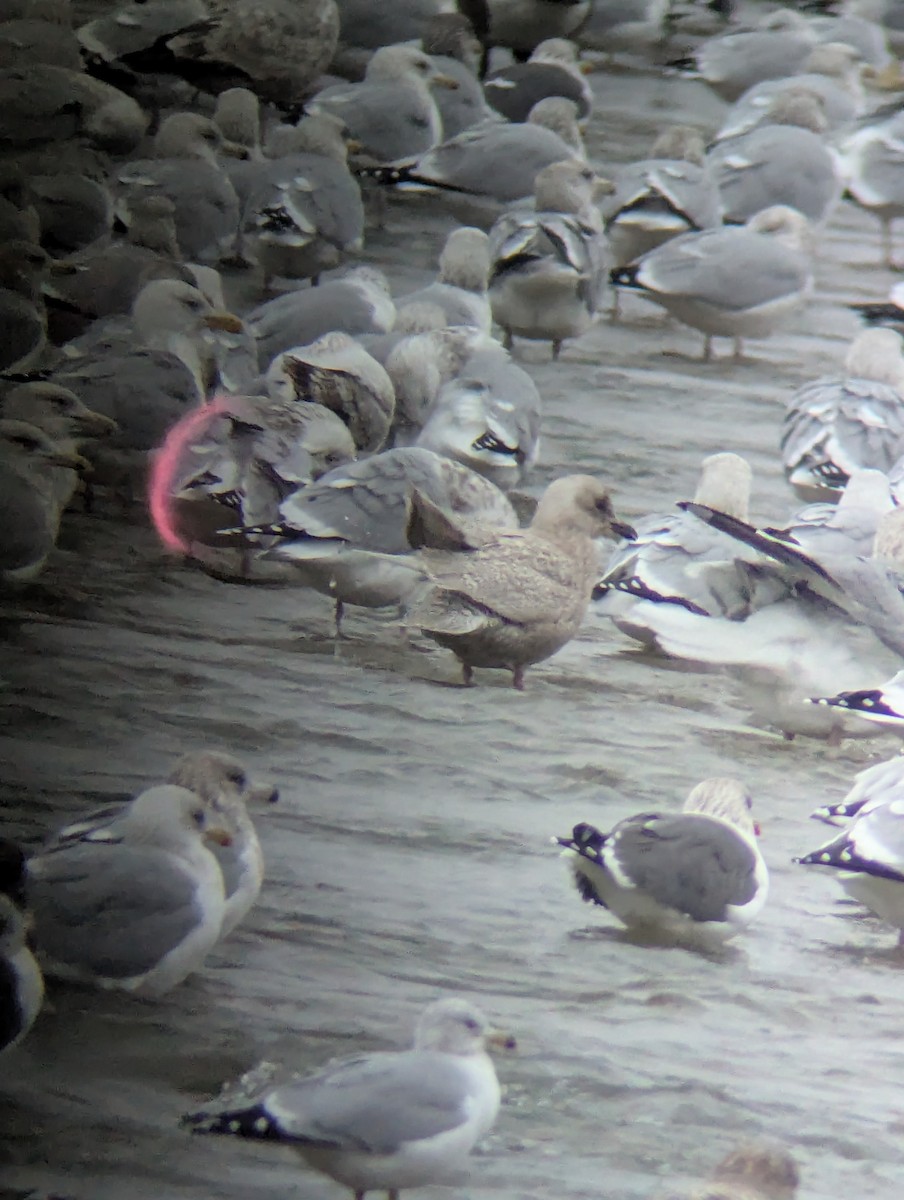 アイスランドカモメ（亜種 クムリーンカモメ） - ML647458022