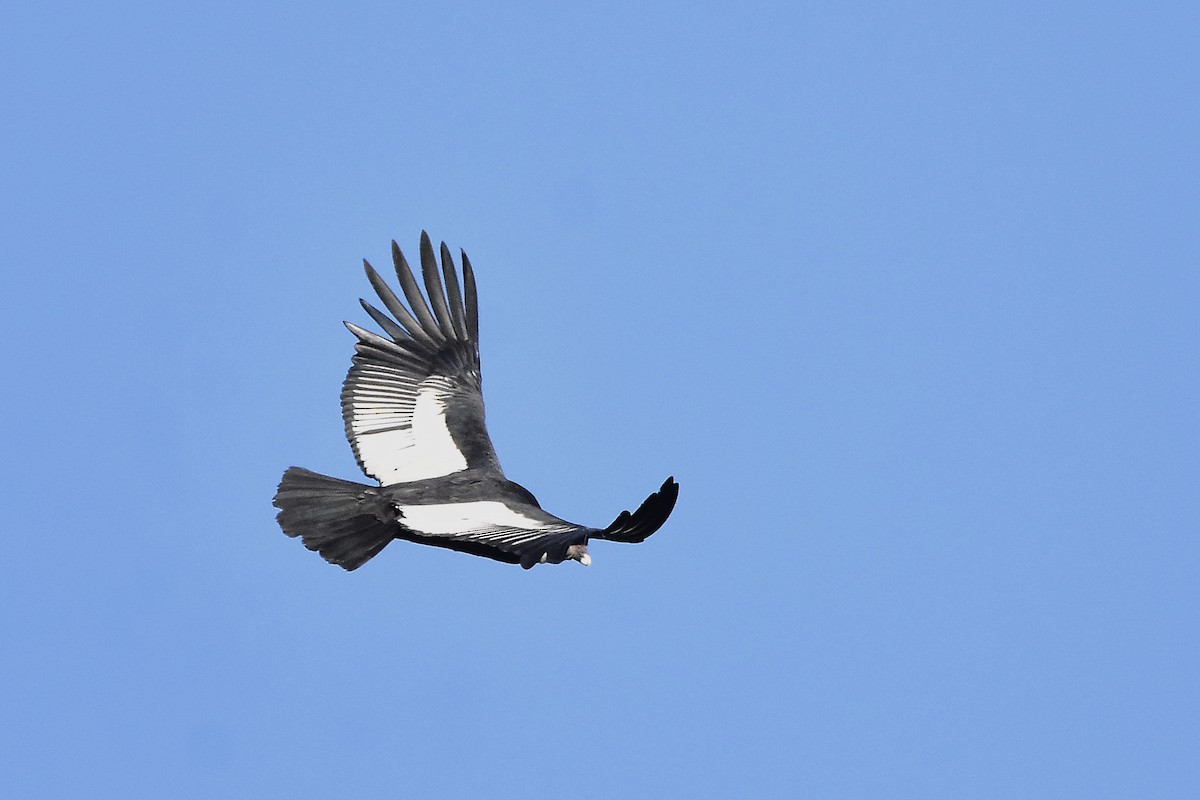 Andean Condor - ML647458043