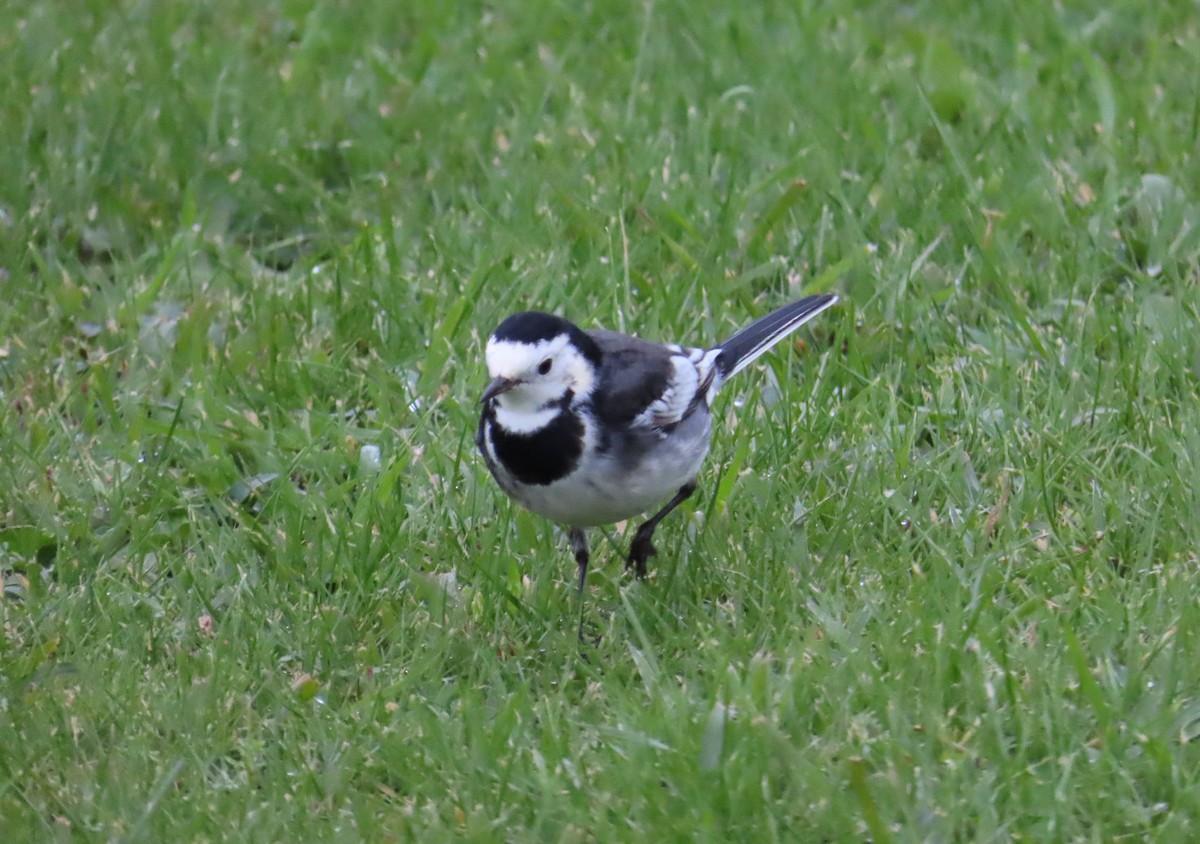 konipas bílý (ssp. yarrellii) - ML647458045