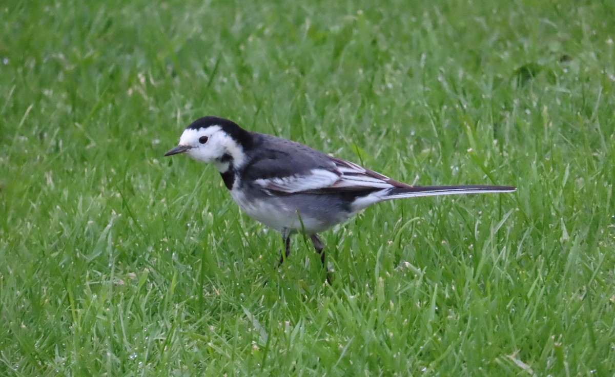 konipas bílý (ssp. yarrellii) - ML647458046