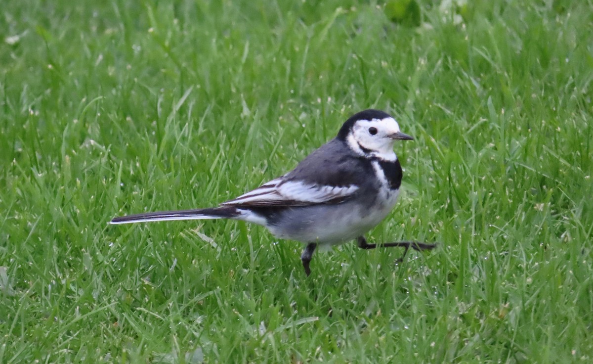 konipas bílý (ssp. yarrellii) - ML647458047