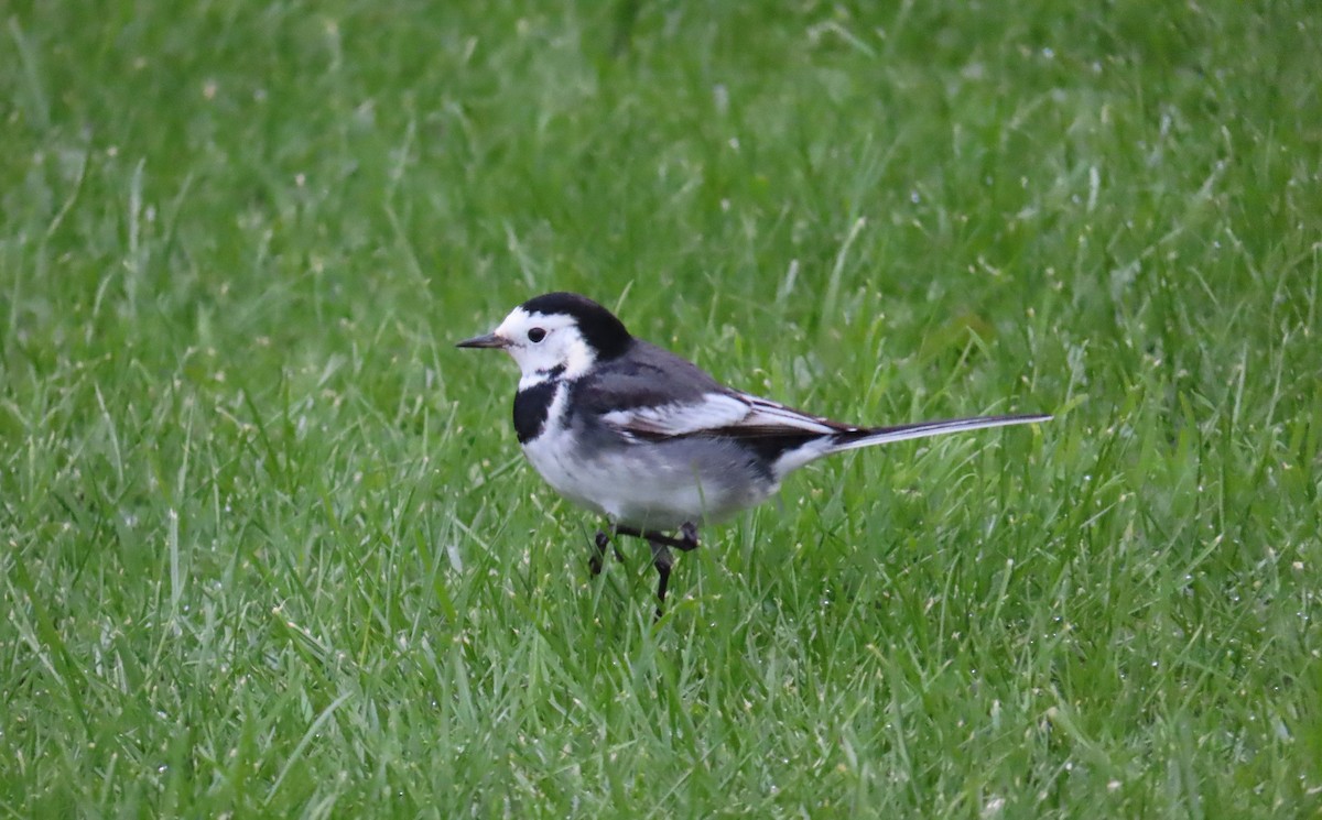 konipas bílý (ssp. yarrellii) - ML647458048