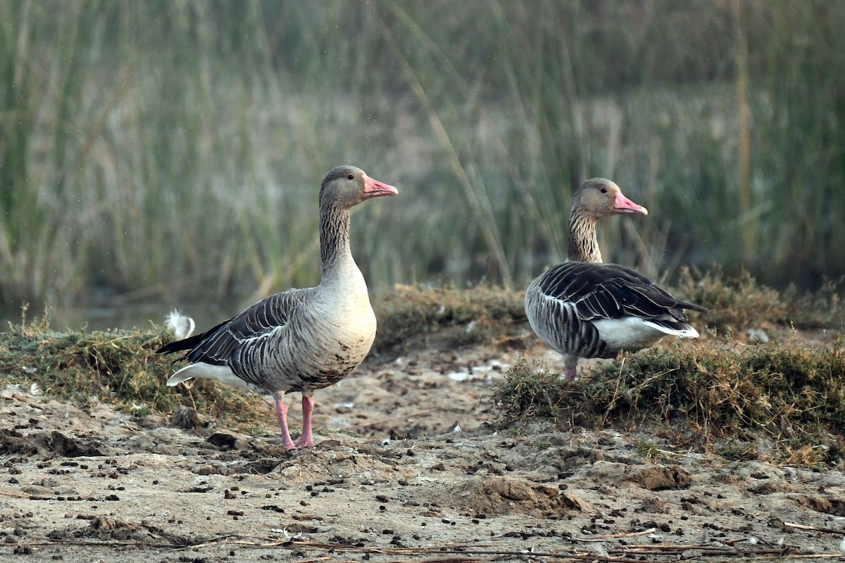 Graylag Goose - ML647458065