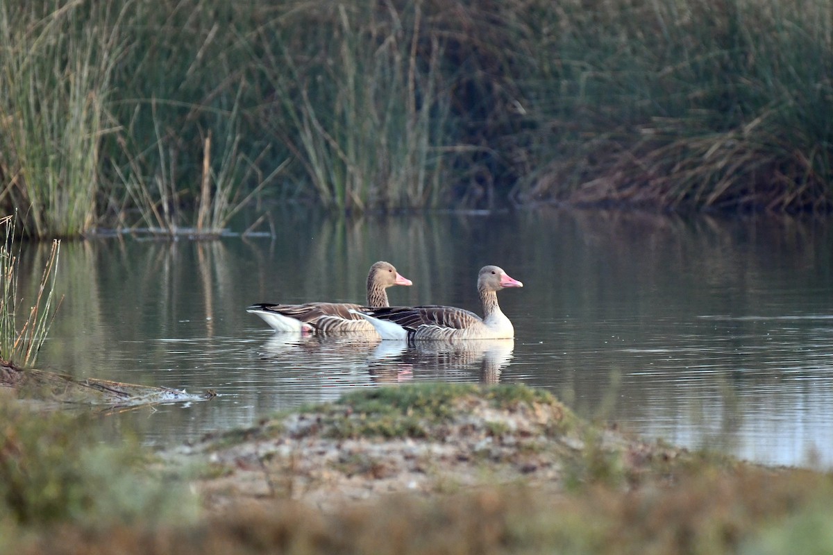 Graylag Goose - ML647458066