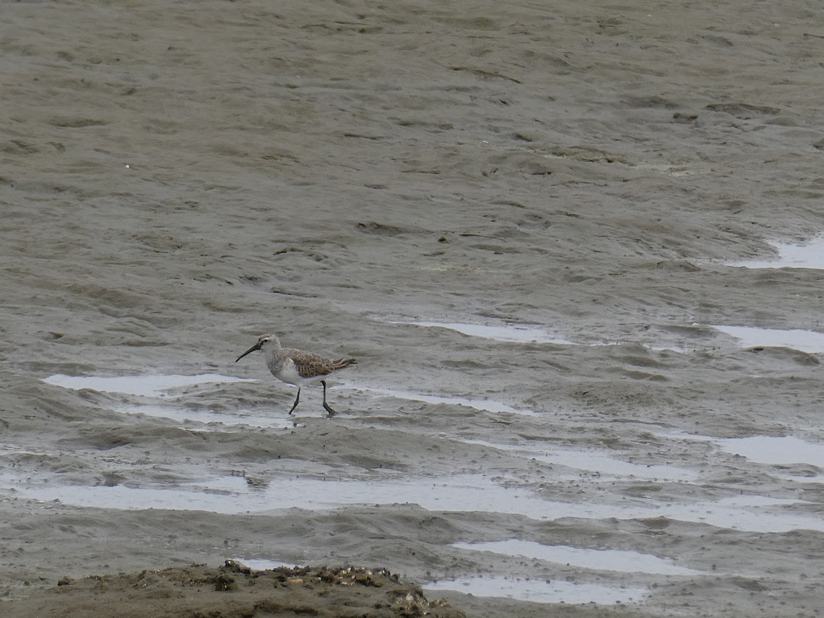 Curlew Sandpiper - ML647458073