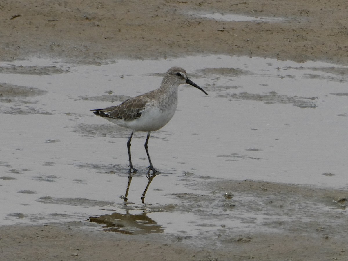 Curlew Sandpiper - ML647458078