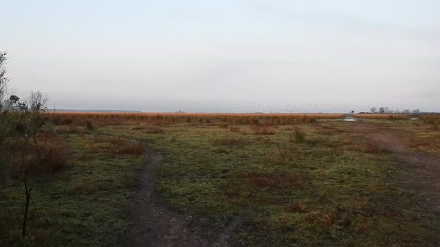 Grulla Canadiense (tabida/rowani) - ML647458088