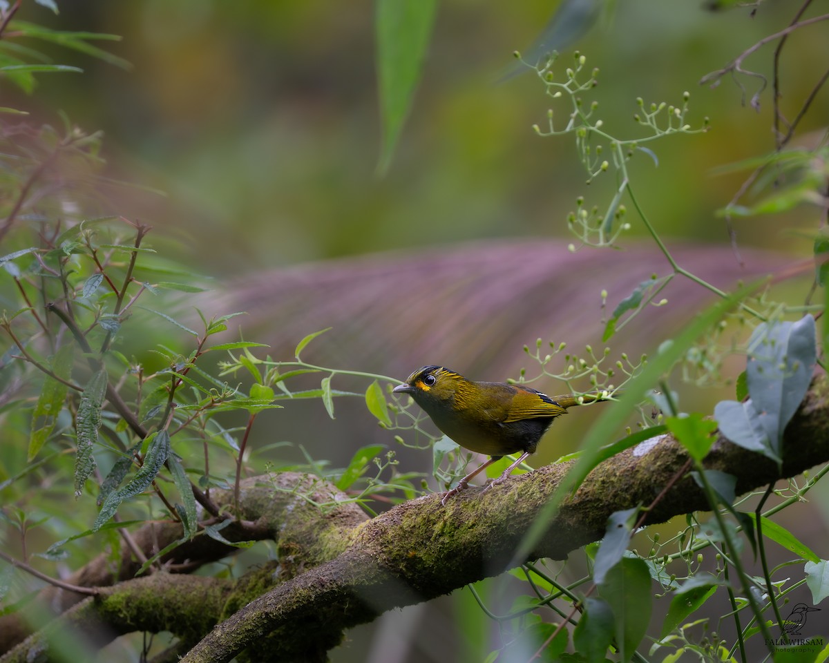 Taiwanbunthäherling - ML647458094