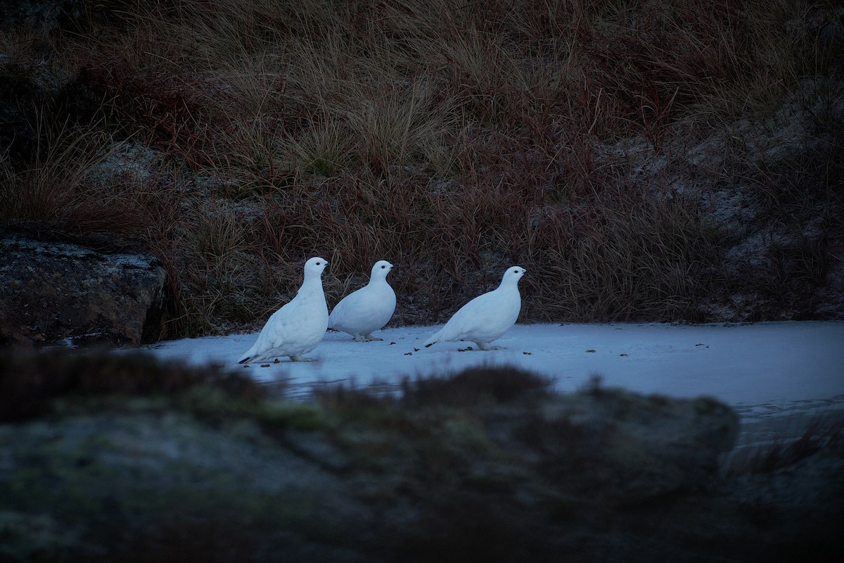 Moorschneehuhn - ML647458109