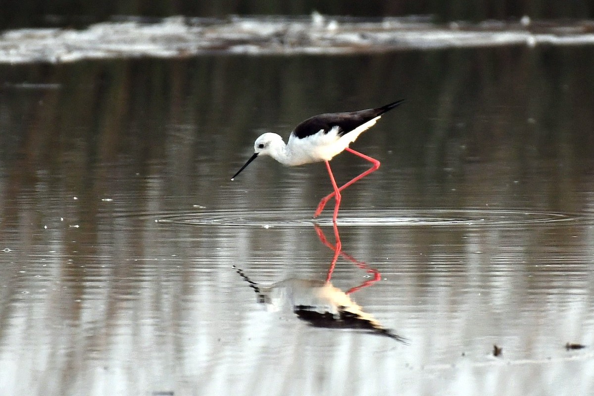 Black-winged Stilt - ML647458110