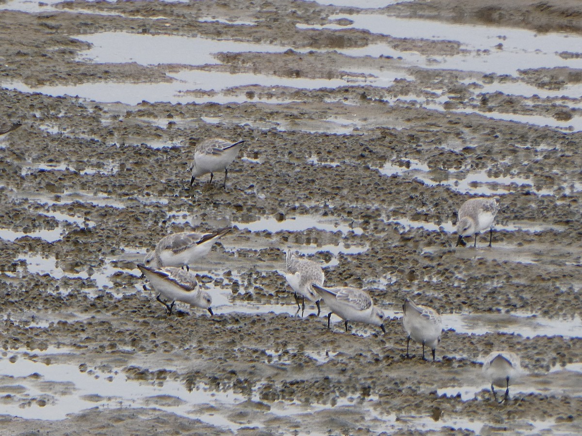 Sanderling - ML647458114