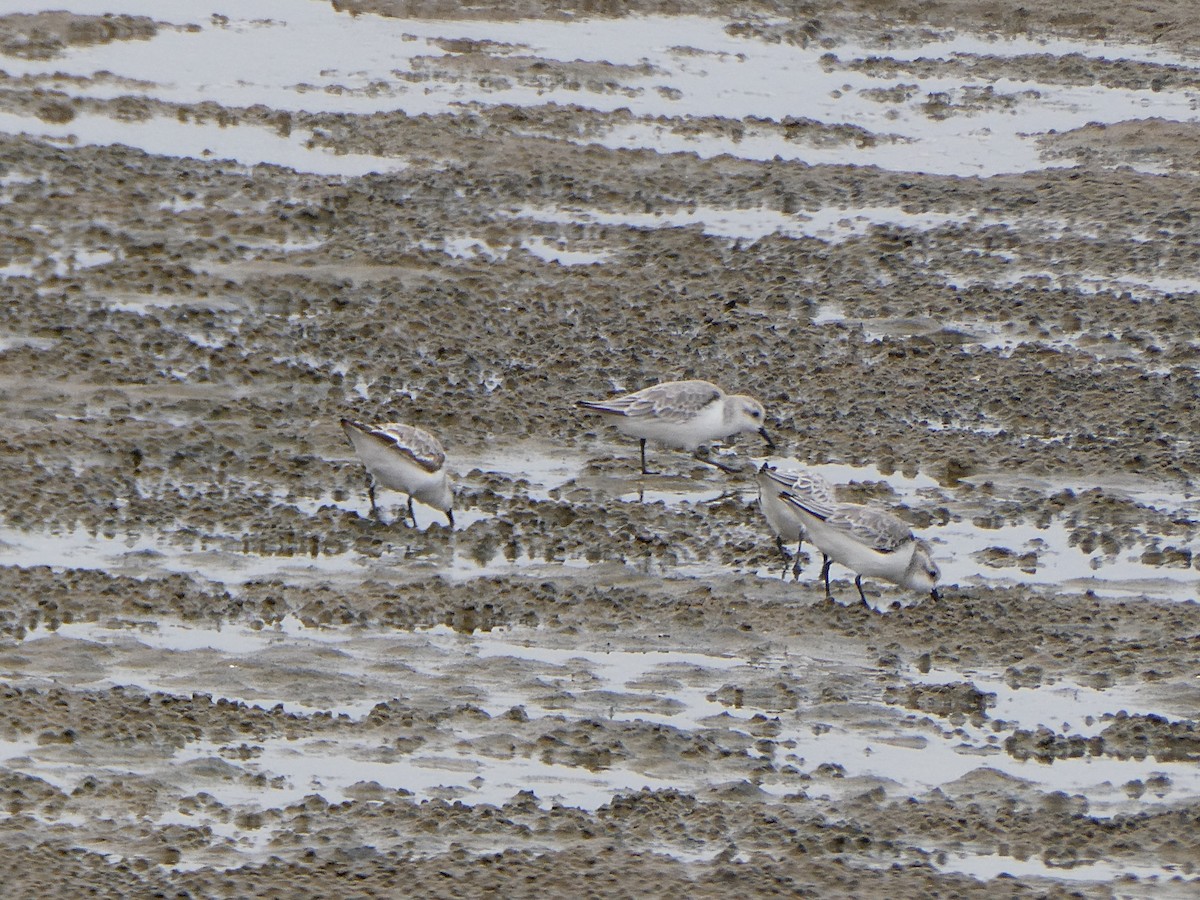 Sanderling - ML647458115