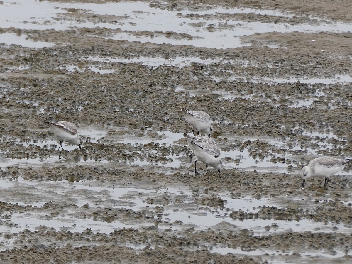 Sanderling - ML647458116