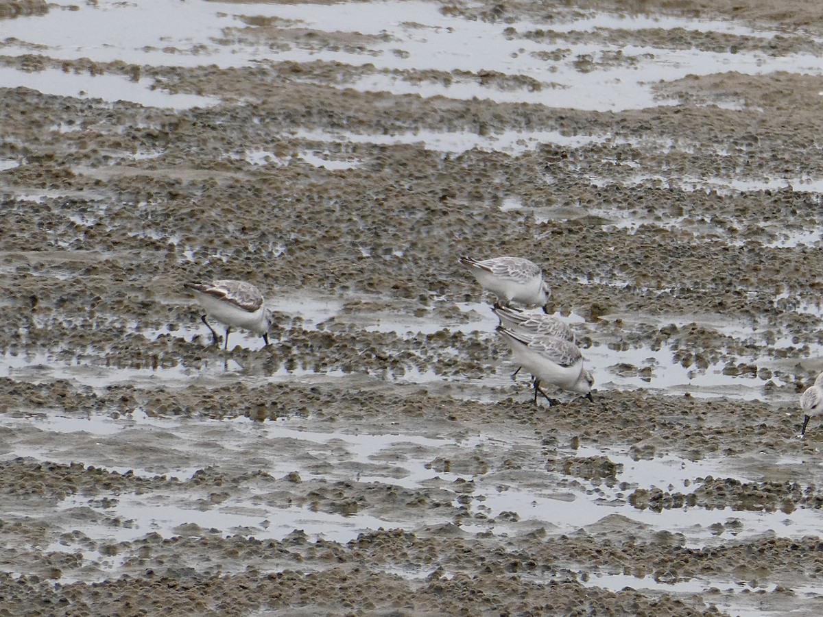 Sanderling - ML647458117