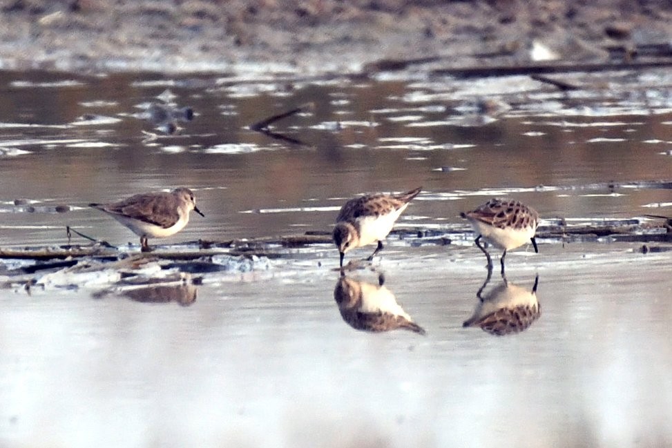 Küçük Kumkuşu - ML647458119