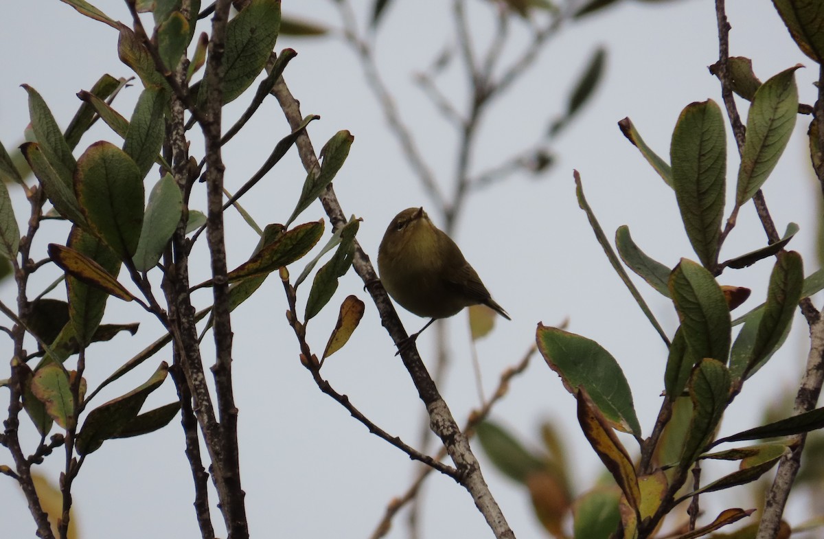 Mosquitero Común - ML647458134