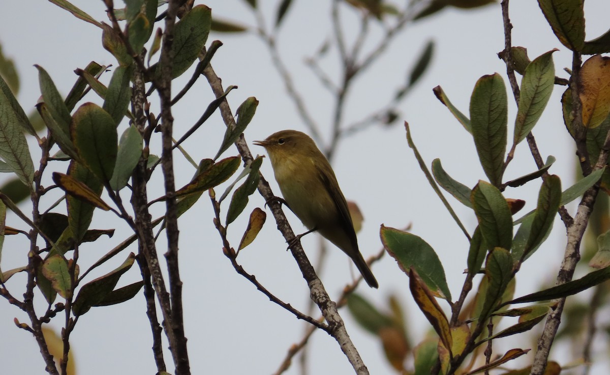 Mosquitero Común - ML647458135