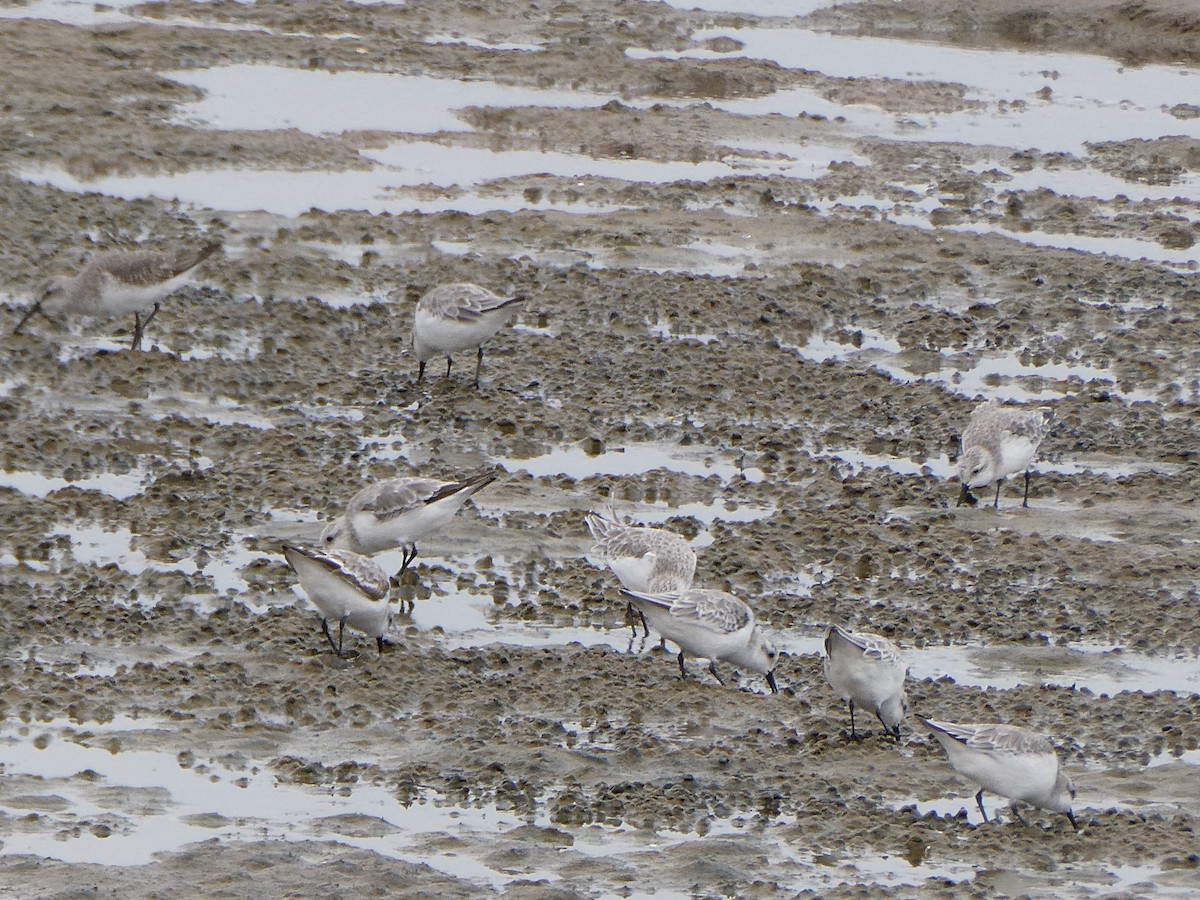 Sanderling - ML647458138