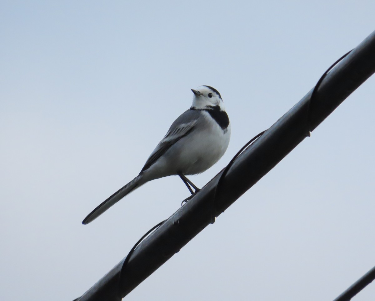 konipas bílý - ML647458139