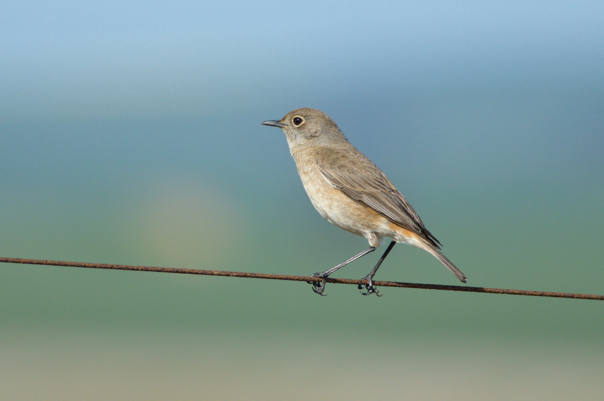 イワビタキ - ML647458140