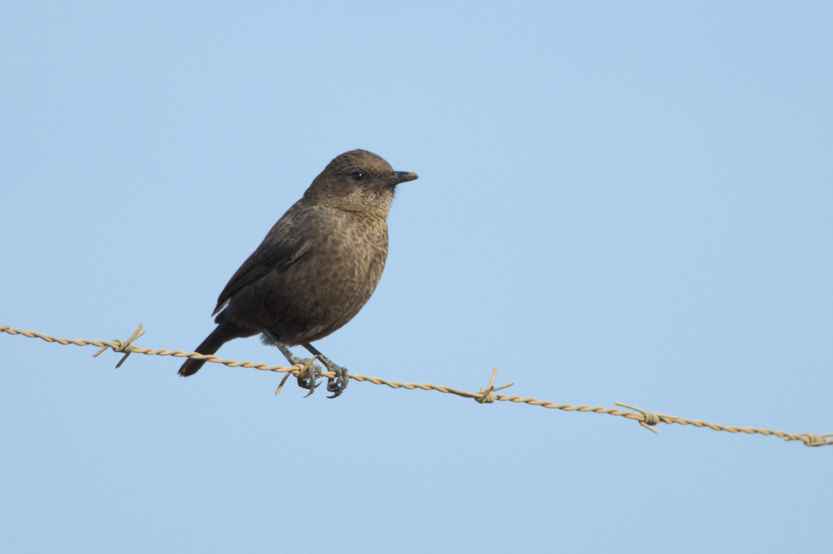 ハジロアリヒタキ - ML647458154