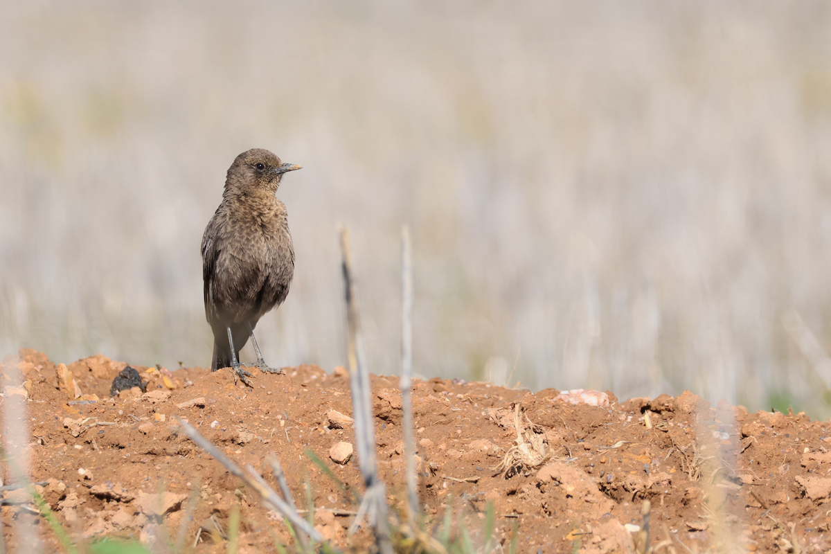 ハジロアリヒタキ - ML647458155