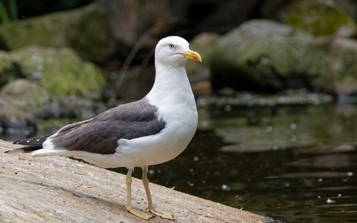 Kaio iluna - ML647458163